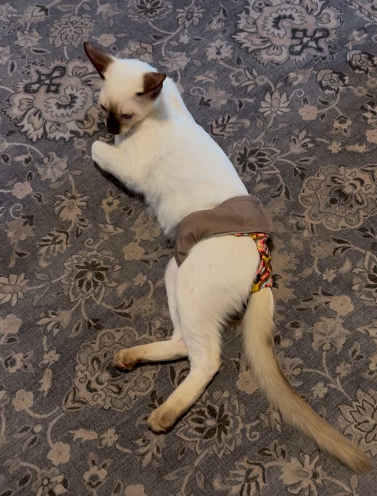 Barkertime Mid Century Pop on Beige Cat Diaper Snappy