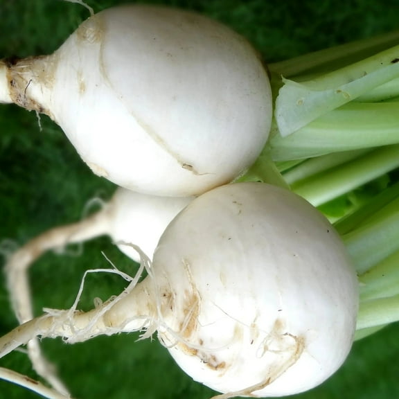 PAPAW'S GARDEN SUPPLY LLC. HELPING THE NEXT GENERATION GROW! White Egg Heirloom Turnip 600 Seeds