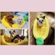thumbnail image 2 of Billuyoard Cama para mascotas de terciopelo cristalino con forma de zanahoria para un sueño confortable. Suministros para mascotas: cama para Perchas para gatos Amarillo S, 2 of 6