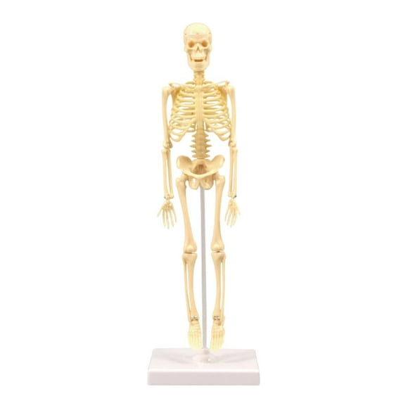 1 Set Human Skeleton Model Education Display Skeleton Models