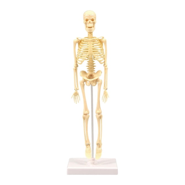 Skeleton Human Body Model f Physiology Study Models Skeleton Models
