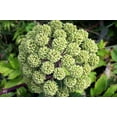 thumbnail image 3 of 30 ANGELICA Archangelica Officinalis Edible Archangel / Holy Ghost Herb Seeds, 3 of 9