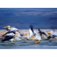 thumbnail image 3 of Fitzharris, Tim 14x11 Black Modern Framed Museum Art Print Titled - African White Pelicans, 3 of 5