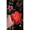 thumbnail image 4 of Sunset Horizon™ Rose, 4 of 4