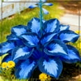 thumbnail image 3 of Midnight Blue Hosta-Midnight Blue Heart-Home Decoration for Planting Now-Premium Garden Stakes Perfect for Borders, 3 of 8
