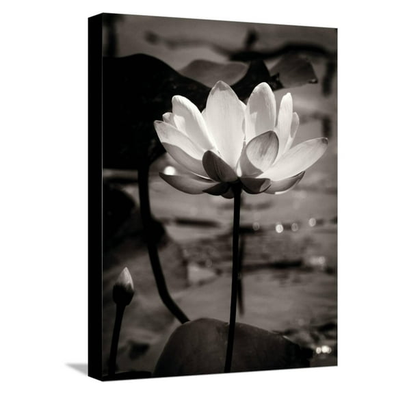 Art.com Lotus Flower IX Stretched Canvas Print Wall Art by Debra Van Swearingen, 12" x 16"