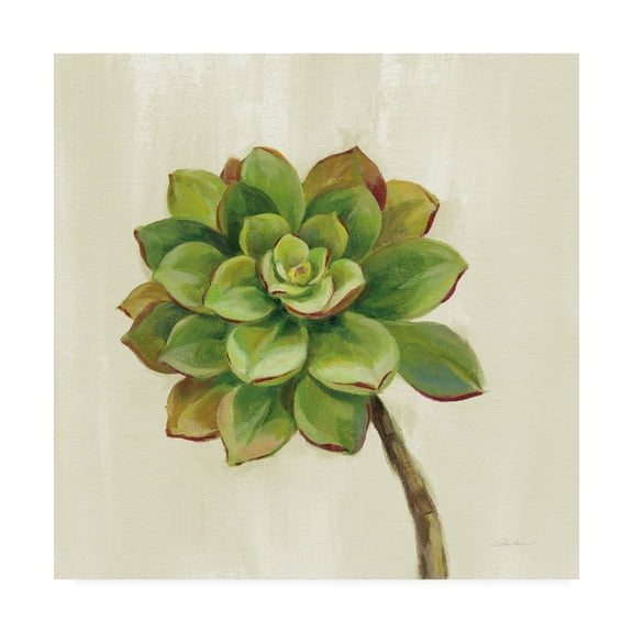 Trademark Fine Art 'Front Yard Succulent IV' Canvas Art by Silvia Vassileva