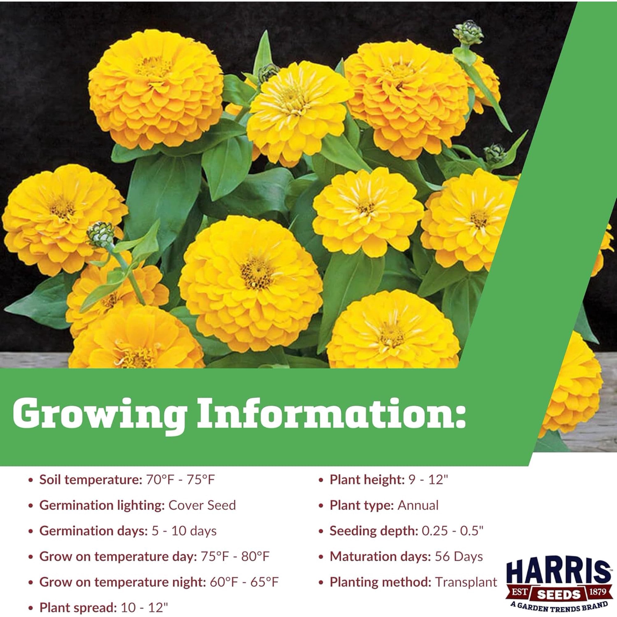 Harris Seeds Zinnia Dreamland Yellow F1, Non-GMO Annual Flower, 250 Count