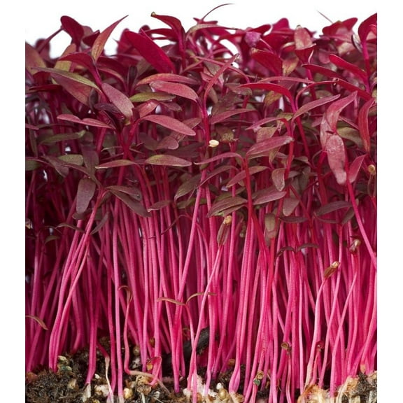 Earthcare Seeds - Amaranth Red Garnet 6,000 Seeds (Amaranthus Cruentus) Heirloom - Open Pollinated