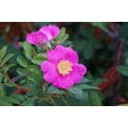 thumbnail image 2 of Seedville 15 Pink Wood's Rose Flower Seeds, Fragrant, 2 of 10
