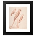 thumbnail image 2 of Nicolas Robert 15x18 Black Modern Framed Museum Art Print Titled - Three Parrots (ca. 1675), 2 of 5