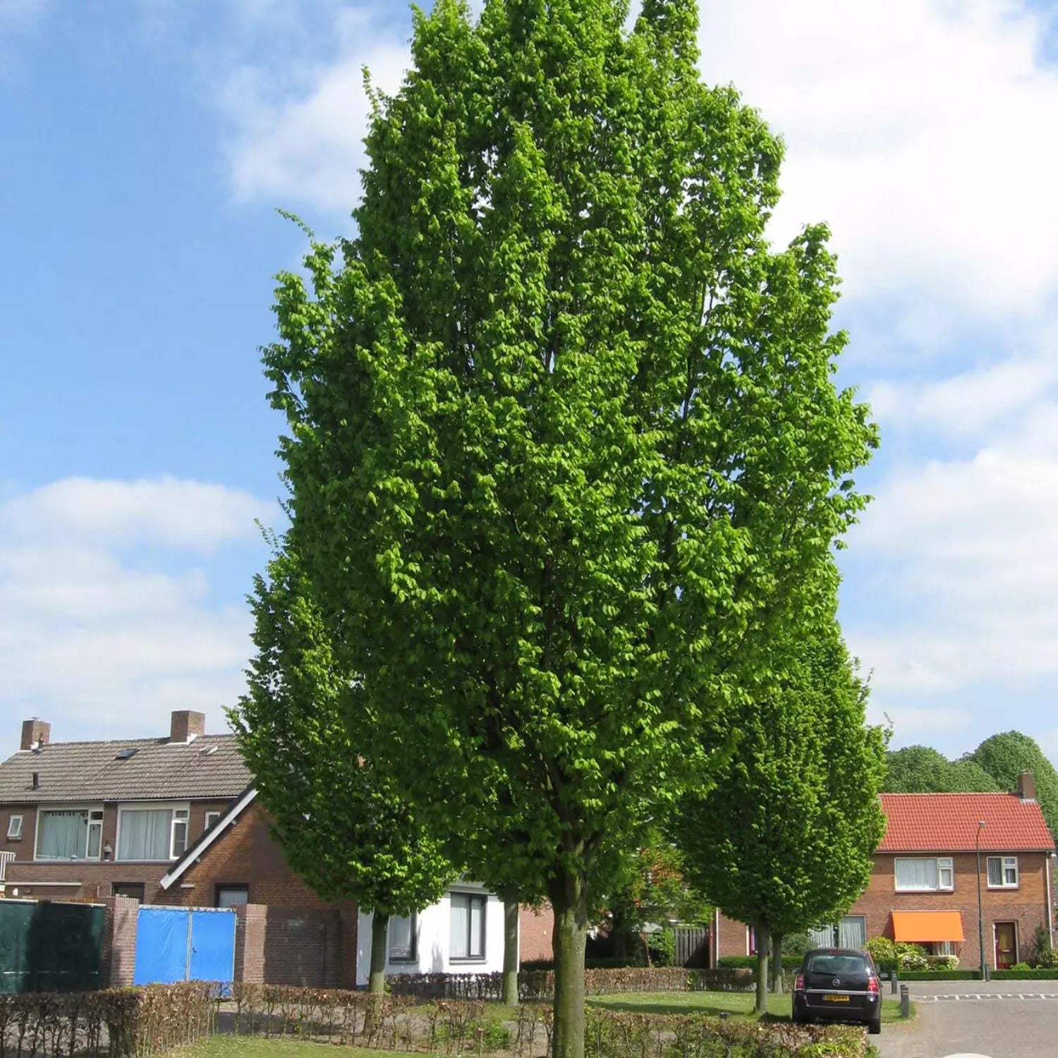 Expert Gardener 2-3' Hornbeam Frans Fontaine in 1 gal. Grower Pot