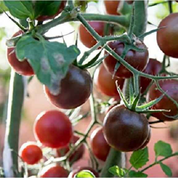 Clovers Garden 8" Green Black Prince Tomato Live Plants in 4" Grower Pots (2 Count)