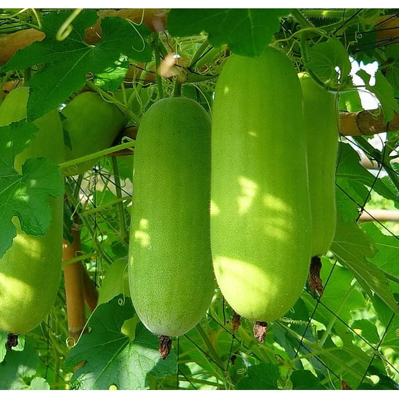 20   Organic Seeds Winter Melon/Wax Gourd/Dong Gua (Benincasa hispida)