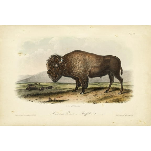 Art.com American Bison Art Print by John James Audubon, 18" x 12"