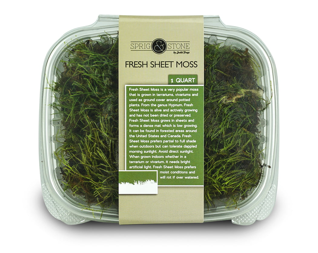Buy Wholesale Fresh Sheet Moss in Bulk - FiftyFlowers