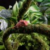 Moss Vine for Reptiles, Bendable Climbing Vines Reptile Tank Accessories, Natural Moss Rope for Terrarium Decor