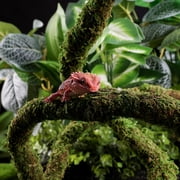 Moss Vine for Reptiles, Bendable Climbing Vines Reptile Tank Accessories, Natural Moss Rope for Terrarium Decor