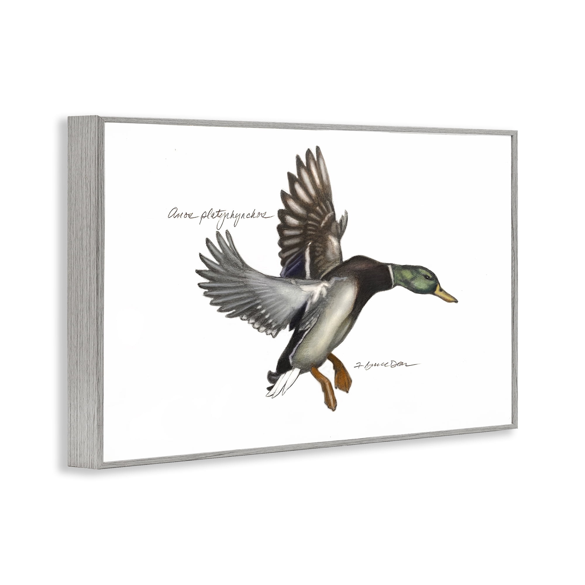 Stupell Industries Flying Mallard Duck Animals & Insects Painting Gray Framed Art Print Wall Art, 18 x 12