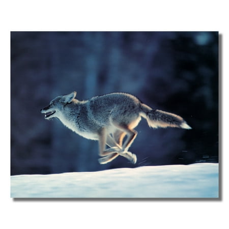 - Gray Wolf Running Across Top of Snow Photo Wall Picture 8x10 Art Print