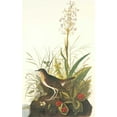thumbnail image 2 of Audubon, John James 22x32 Gold Ornate Wood Framed with Double Matting Museum Art Print Titled - Tawny Thrush, 2 of 4