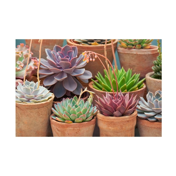 Cora Niele 'Succulents in Terracotta Pots III' Canvas Art