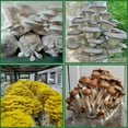 thumbnail image 5 of Mushroom Grow Bags,50 Pack Polypropylene Mushroom Spawn Bag 8X5X20Inch with Breathable for Substrates Strong Tear, 5 of 7