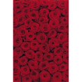 thumbnail image 1 of Brewster Home Fashions 4-077 Roses Wall Mural - 106 in., 1 of 1