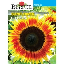 Burpee Fire Catcher Sunflower Flower Seeds, Beautiful two-tone flowers
