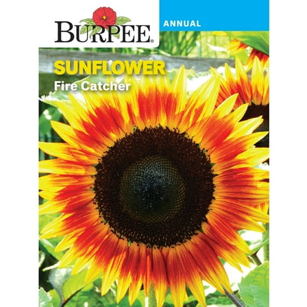 Burpee Fire Catcher Sunflower Flower Seeds, Beautiful two-tone flowers