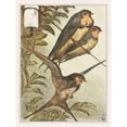 thumbnail image 3 of Hoytema, Theo van 12x14 Black Modern Framed Museum Art Print Titled - Three swallows, 3 of 5