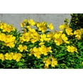 thumbnail image 2 of 1000 YELLOW EVENING PRIMROSE Oenothera lamarckiana Flower Seeds, 2 of 8