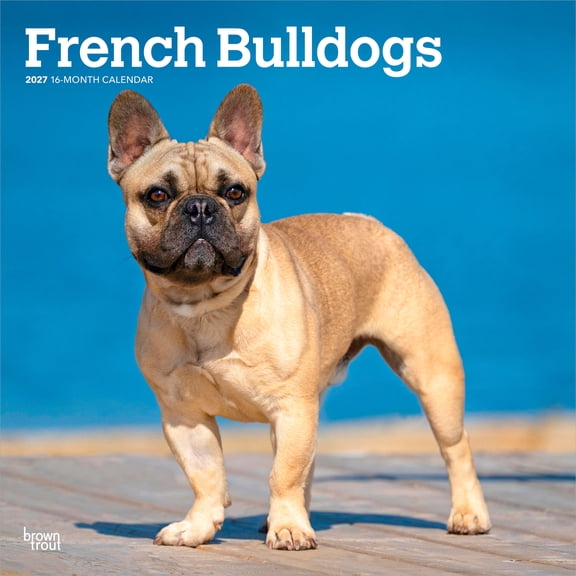 French Bulldogs | 2027 12x24" (Hanging) Wall Calendar | Plastic-Free | BrownTrout