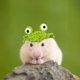 thumbnail image 5 of Mini gorro tejido a mano para animales pequeños. Adorable gorro de hámster tejido con correa ajustable. Ranas, conejitos, arcoíris y zanahorias. Mini gorros tejidos a mano. Mini gorro., 5 of 6