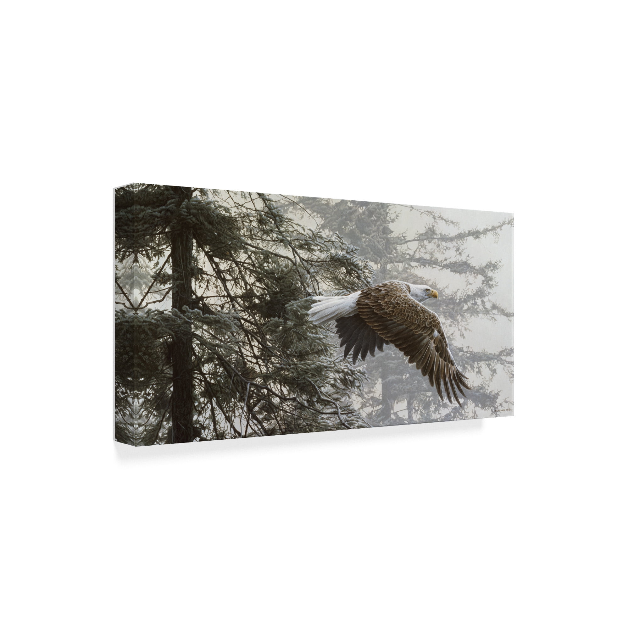 Trademark Fine Art 'Through The Firs' Canvas Art by Ron Parker