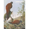 thumbnail image 2 of Louis Agassiz Fuertes 14x18 Gold Ornate Wood Frame and Double Matted Museum Art Print Titled - Malay Bronze-Tailed Peacock Pheasant (1918-1922), 2 of 4