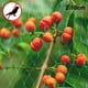 thumbnail image 4 of Malla Para Pájaros Malla Para Jardín Barrera Red Antipájaros Contra Pájaros Ardillas Y Otros Animales matsuzay HA036648-00, 4 of 6