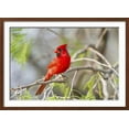 thumbnail image 2 of Northern Cardinal Male Starr, Texas, Usa, Animals Scenic Framed Art Print Wall Art by Richard ans Susan Day Sold by Art.Com, 2 of 6