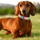 thumbnail image 4 of Collar para niña para perros medianos, bonito collar de nailon brillante, collar rosa para perros grandes y pequeños, collar para perro hembra con hebilla de liberación rápida, collar suave, 4 of 8