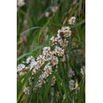 thumbnail image 3 of 250 PEPPERMINT MINT Mentha Piperita Herb Flower Seeds, 3 of 3
