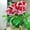 Pink or Red, variant on Desert Rose, Low Maintenance - Easy Grow - Ideal for Beds Borders, Plant Pots & Planters