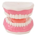 thumbnail image 3 of Kaplan Early Learning Company Healthy Smiles Dental Model, 3 of 6