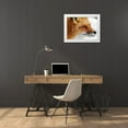 thumbnail image 3 of Turgeon, Alain 18x14 White Modern Wood Framed Museum Art Print Titled - Red Fox, 3 of 4