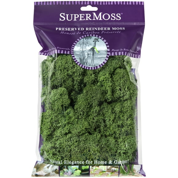 SuperMoss (23080) Reindeer Moss Preserved, Basil, 2 Ounces