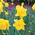 thumbnail image 3 of Amsterdam Daffodil Mix Beautiful Mix of Yellow Daffodils 5 Bulbs, 3 of 6