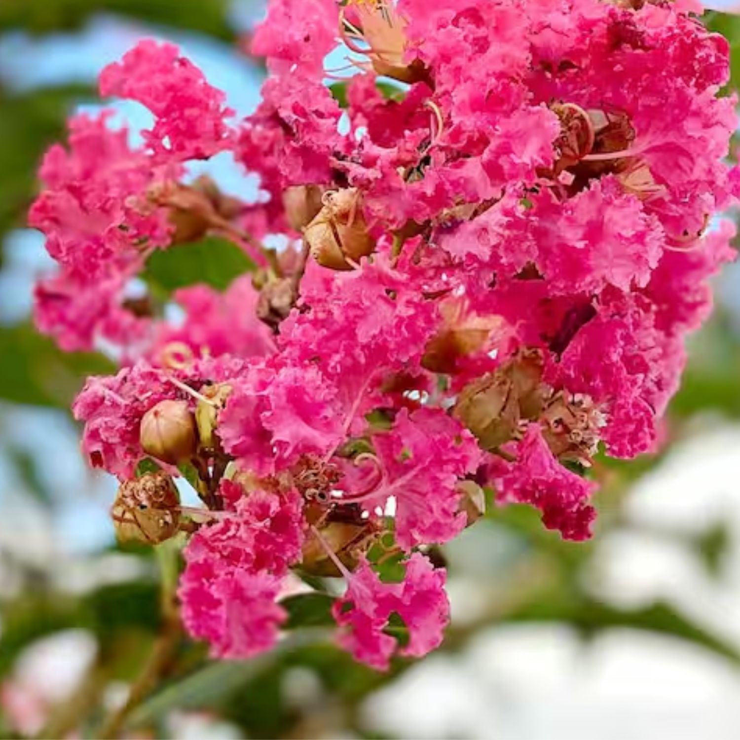 Expert Gardener Tuscarora Crape Myrtle Live Tree, 1-1.5 ft Tall, 1-Gallon Grower Pot