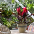thumbnail image 5 of Tropical Plants of Florida 26" to 33" Hawaiian Ti Cordyline Red Sister Plant; Medium to Bright Light, Foliage Plant, 5 of 6