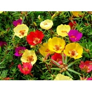 6pk Portulaca