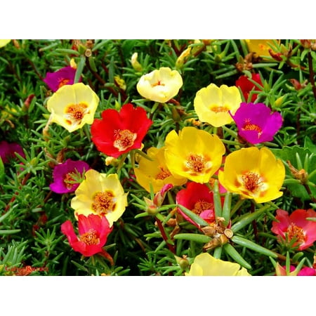 6pk Portulaca