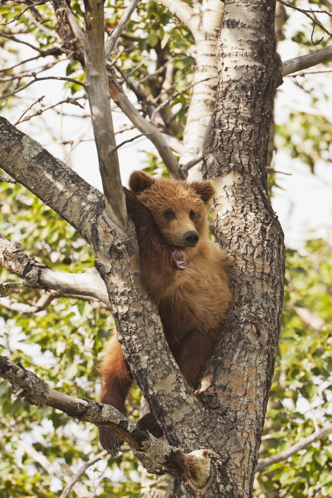Brown bear (Ursus arctos) yearling cub abandoned by mother resting in cottonwood tree (Populus balsamifera) Katmai National Park and Preserve Southwest Alaska Canvas Art - Gary Schultz Design Pics (2
